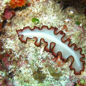 Flat worm (Maiazoon orsaki)