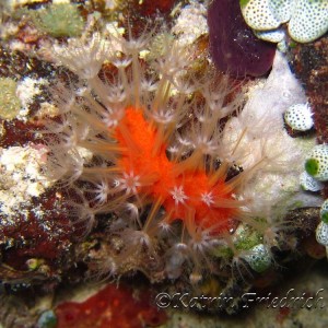 Soft coral - Alcyonium glomeratum