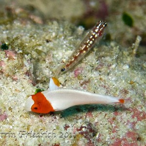 Juvenile bicolour parrotfish and Goby