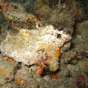 Scorpion leaffish wannabe