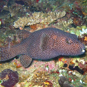 Guineafowl puffer fish