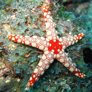 Starfish