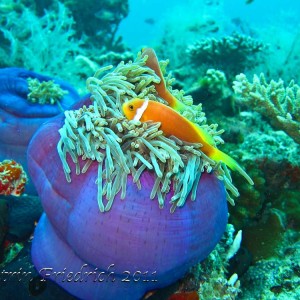 Maldives anemone fish