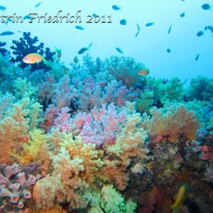 Soft corals