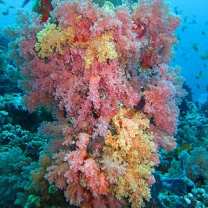 Multicoloured soft corals
