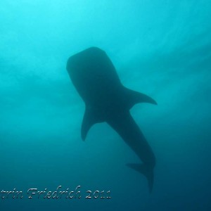 Whale shark