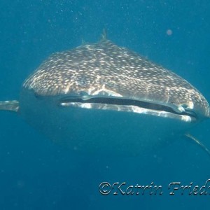 Whale shark