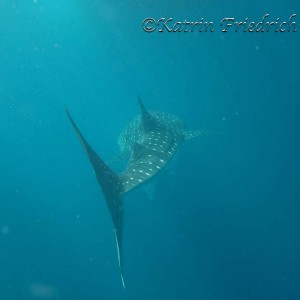 Whale shark