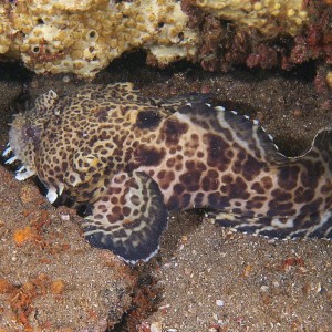 Toadfish_2011_06_40