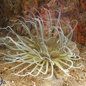 anenome_2011_06_40