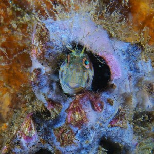 blenny_2011_06_40