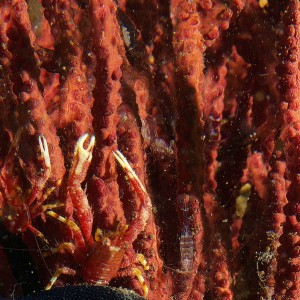 crab_and_shrimp_2011_06_40
