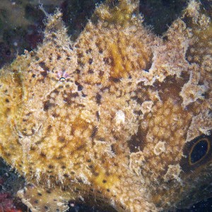 frogfish_2011_06_40
