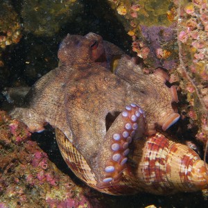 octo_2011_06_41