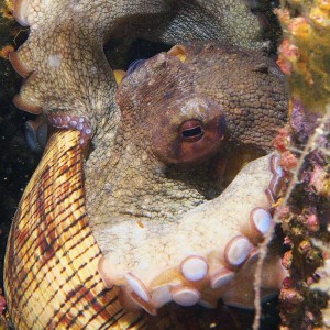 octo_2011_06_45