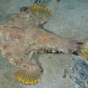 Batfish_2011_06_71