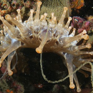 anenome_2011_06_70