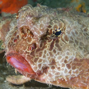 batfish_2011_06_70