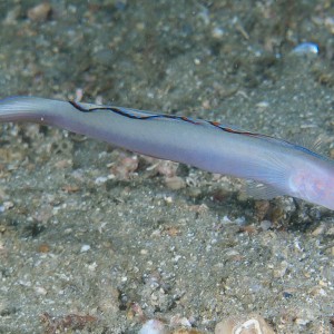 dartfish_2011_06_70