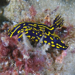 nudi_2011_06_71