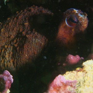 octo_2011_06_70