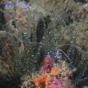 peterson_shrimp_2011_06_70
