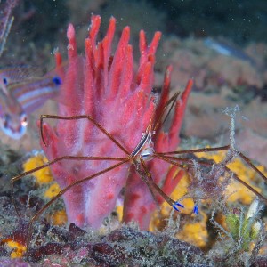 sponge_2011_06_70