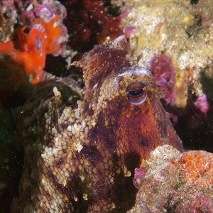 Octo_2011_06_60