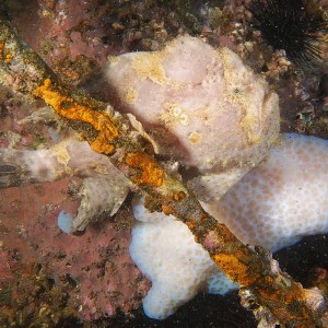 frogfish_2011_06_50