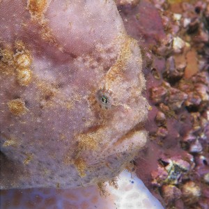 frogfish_2011_06_51