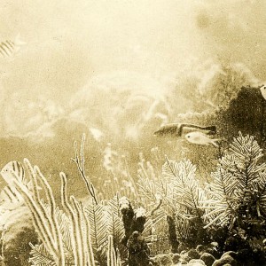 Bahamas Reef Scene Taken in 1914