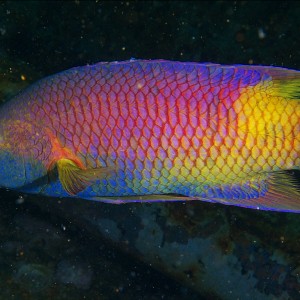 hogfish_201107_03