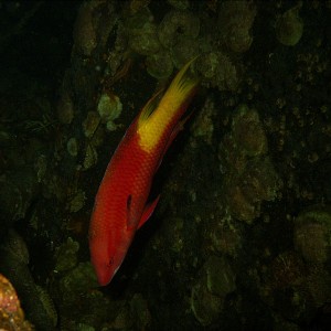 hogfish_2011_07_01