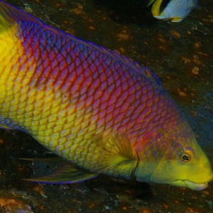 hogfish_2011_07_02