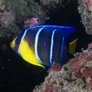 Angelfish_2011_07_01