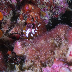 anemone_shrimp_2011_07_01