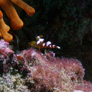 anemone_shrimp_2011_07_02