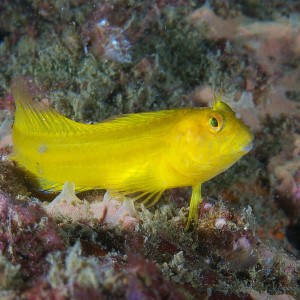 blenny_2011_07_01