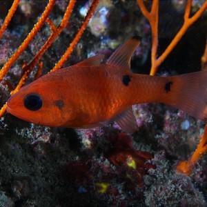 cardinalfish_2011_07_01