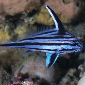 fish_2011_07_02