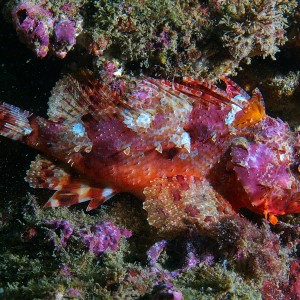 sc_fish_2011_07_01