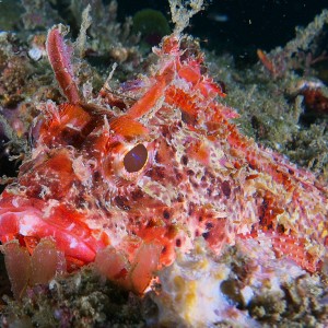 scfish_2011_07_02