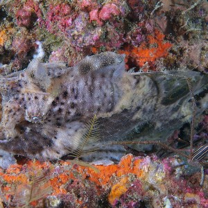 frogfish_2011_07_31