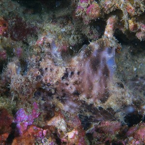 frogfish_2011_07_33