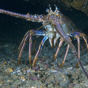 lobster_2011_07_30