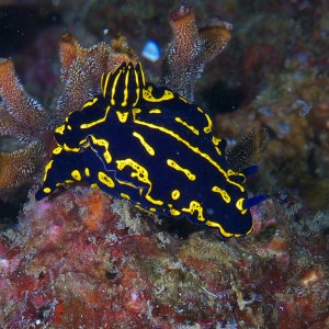 nudi_2011_07_30