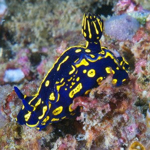 nudi_2011_07_31