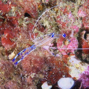 peterson_shrimp_2011_07_02