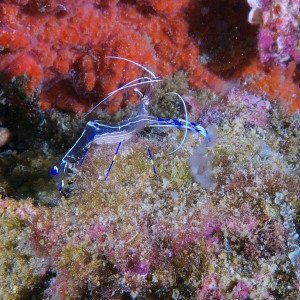 peterson_shrimp_2011_07_34