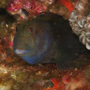 blenny_2011_07_41